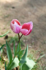 チューリップ