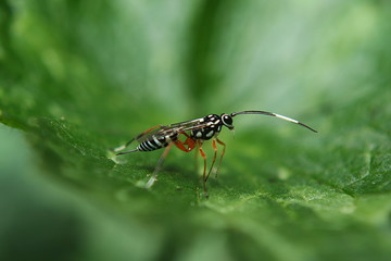 Ichneumon Wasp