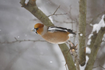 Frosone (Coccothraustes coccothraustes) sotto nevicata