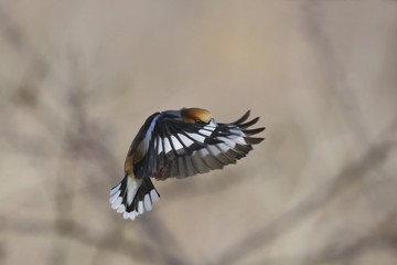 Frosone comune in volo (Coccothraustes coccothraustes)