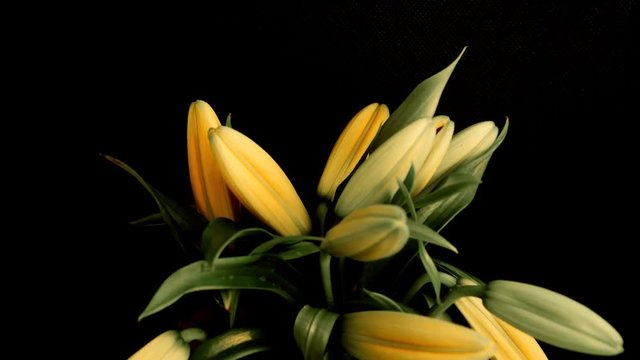 A lovely bouquet of Green Lilys start to bloom in Timelapse with focus on the initial buds and floral arrangement.