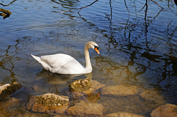 Fototapeta premium swan