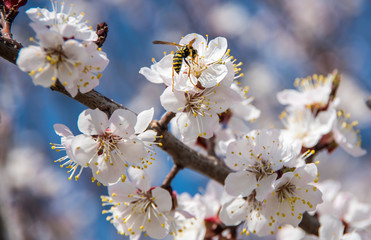 Obraz premium Flowering trees in the spring against the background of the sky and greenery and the bees pollinate them