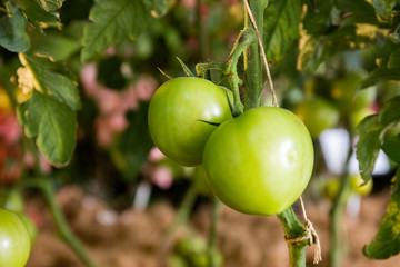 green tomatoes grow on twigs