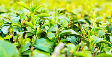 Fototapeta na wymiar Close-up of tea leaves