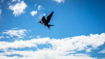 OISEAUX DANS LE CIEL