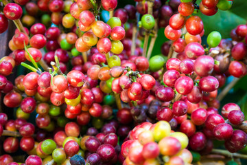 Coffee beans ripening on tree in North of thailand