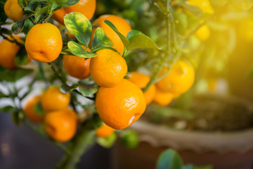 Orange tree in orange farm.