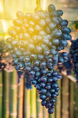 Bunch of grapes on a vine