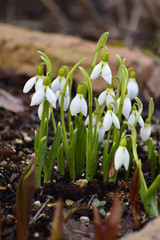 レンガの花壇のスノードロップ