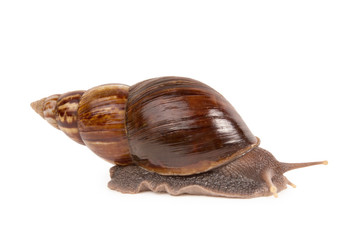 Snail (Amphidromus)