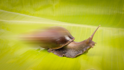 fast snail with  banana leaf