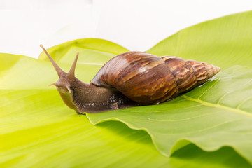 snail on the green leaf  on white background isolated