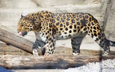 Obraz premium Амурский леопард.