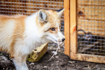 Domestic golden fox with its prey