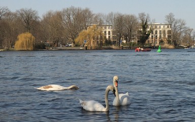 Frühling in Berlin; Schwäne auf der Spree vor Stralau