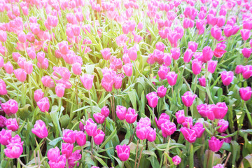 Fototapeta premium Pink tulip flowers.