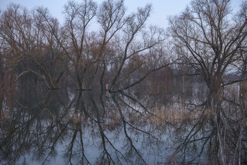 Reflection of trees in the river