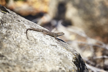 Western fence lizard (Sceloporus occidentalis) on a rock, selective focus, Yosemite National Park, USA.