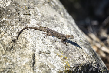 Western fence lizard (Sceloporus occidentalis) on a rock, selective focus, Yosemite National Park, USA.