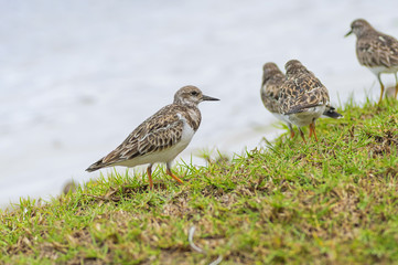 Pectoral sandstone walking along the grass along the water
