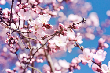 Blossoming crab apple tree