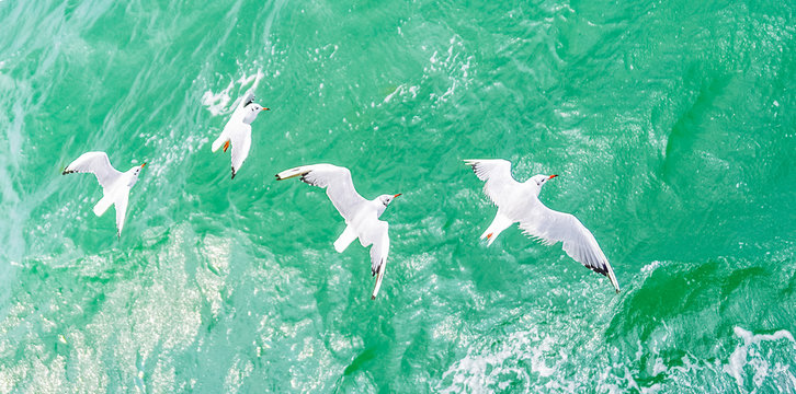 Flying seagulls, top view silhouette. Bird flies over the sea. Seagulls hover over deep blue sea. Gull hunting down fish. Gull over boundless expanse air. Free flight.