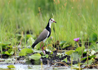 Lake Anapa - Uganda, Africa