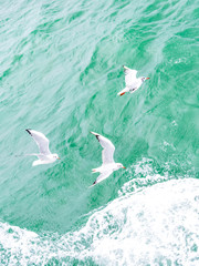 Fototapeta na wymiar Flying seagulls, top view silhouette. Bird flies over the sea. Seagulls hover over deep blue sea. Gull hunting down fish. Gull over boundless expanse air. Free flight.