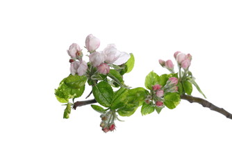 Apple flowers blooming with branch isolated on white background, clipping path