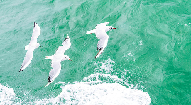 Flying seagulls, top view silhouette. Bird flies over the sea. Seagulls hover over deep blue sea. Gull hunting down fish. Gull over boundless expanse air. Free flight.