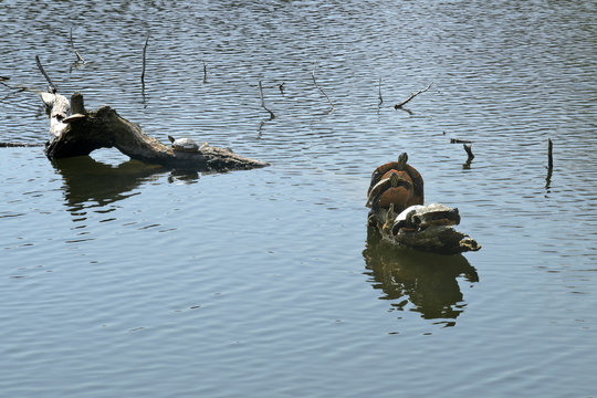 gelbwangenschmuckschildkröten