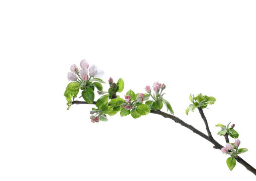 Apple flowers blooming with branch isolated on white background, clipping path