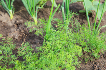 Vegetable garden. Young vegetable plants onion, cucumber, dill in the garden in spring, early summer. Country style.
