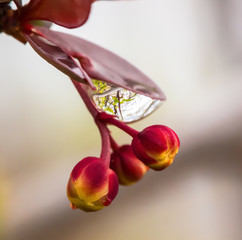 A drop of water on a leaf