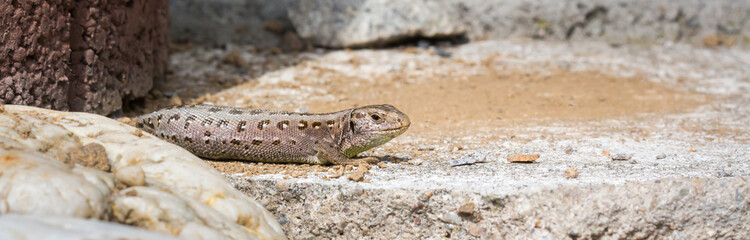 Little brown lizard out in the garden