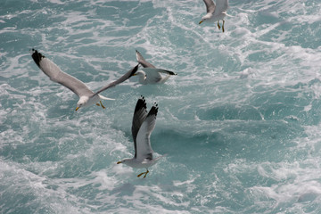 Obraz premium Seagull. Bird flies over the sea. Seagulls hover over deep blue sea. Gull hunting down fish. Gull over boundless expanse air. Free flight. Seagull fly above ocean. No sharpen mask