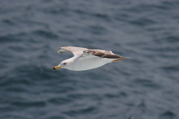 Seagull. Bird flies over the sea. Seagulls hover over deep blue sea. Gull hunting down fish. Gull over boundless expanse air. Free flight. Seagull fly above ocean. No sharpen mask