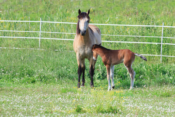 Colt and mare in field