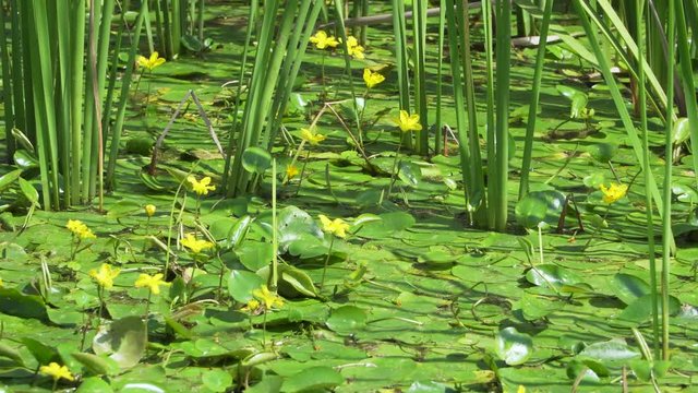 Close-up of Nymphoides peltata (Water fringe yellow floatingheart) in a pond in Summer