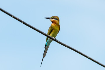 Blue tailed Bee eater