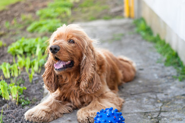 dog breed english cocker spaniel, lies on the ground near the blue ball