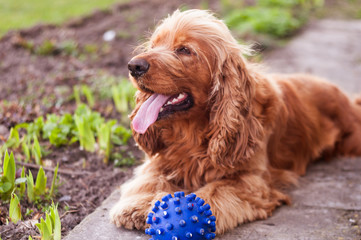dog breed english cocker spaniel, lies on the ground near the blue ball