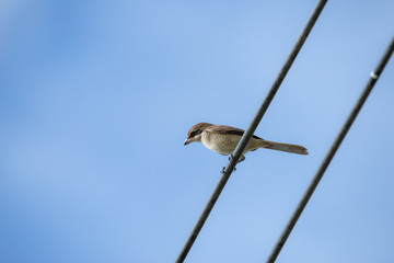 Brown shrike