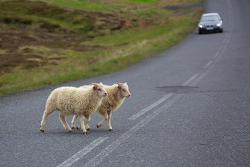 Lambs on the road
