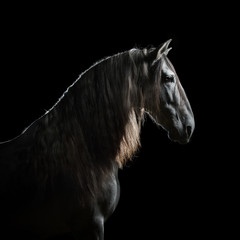 Silhouette of a gray Andalusian horse with long mane isolated on black background	