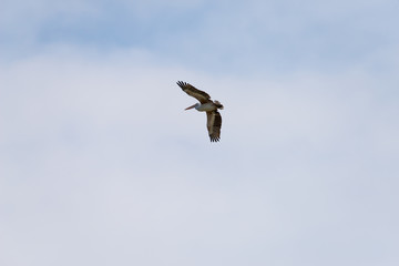 Flying spot billed pelican or grey pelican in Thailand