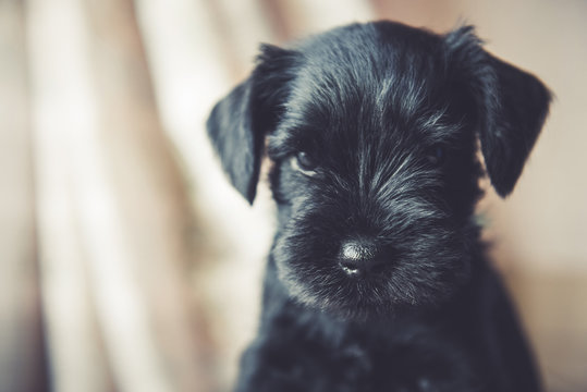 funny cute Miniature Schnauzer puppy dog portrait
