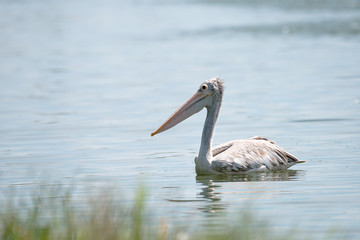 spot billed pelican or grey pelican in Thailand