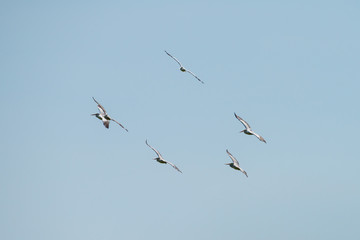 Flying spot billed pelican or grey pelican in Thailand